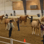 ECC horse show